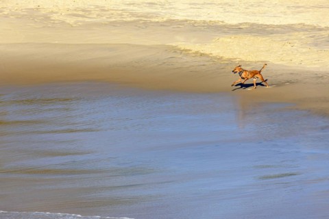 Dogs running and playing on the beach sand in the morning in Ipanema