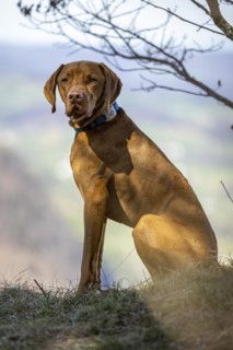 Roevidszoru Magyar Vizsla