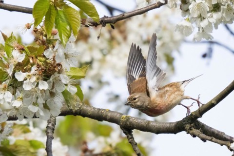 Linnet