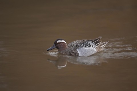 Garganey
