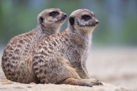 Meerkat