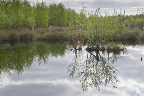 Moorland