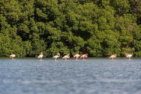 Flamingos