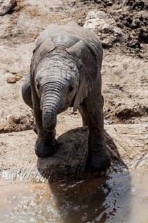 African elephant