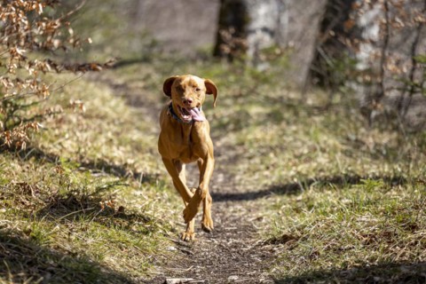 Roevidszoru Magyar Vizsla
