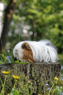 Guinea Pig pigs