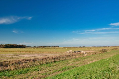Large meadows with happy free range sheep on dutch island Texel on a summer day with blue sky