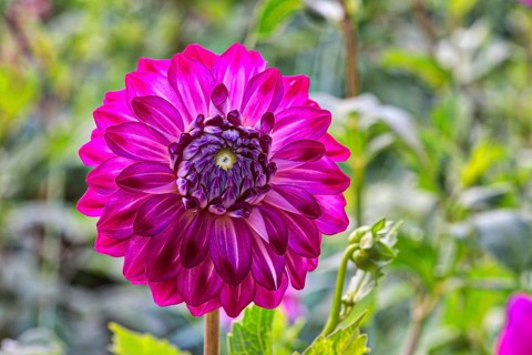 Dahlia