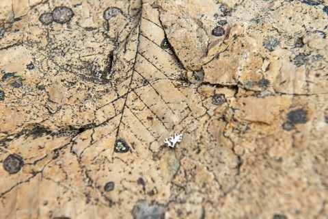 Leaf print fossilised in clay