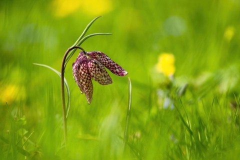 Snake's head fritillary