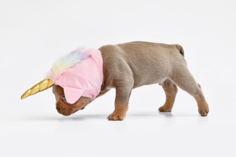 French Bulldog dog puppy with cute pink unicorn hat with golden horn