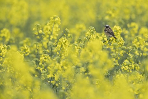 Whinchat