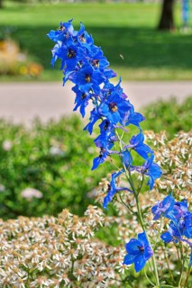 Candle larkspur