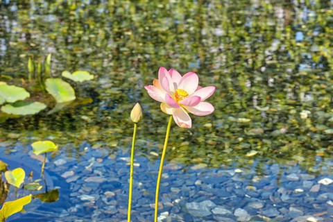 Indian lotus