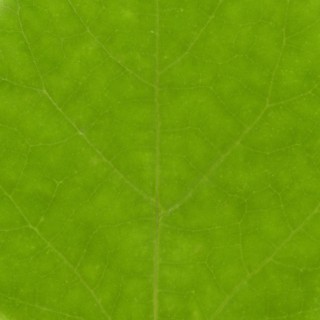 Green leaf texture