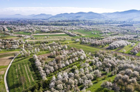 Spring in the Renchtal in the Ortenau