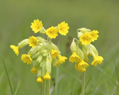 Meadow common cowslip