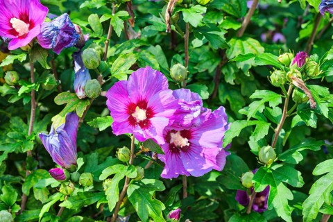 Rose mallow