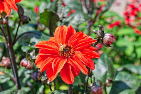 Dahlia