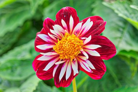 Dahlia