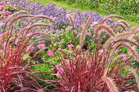 Annual lampbush grass