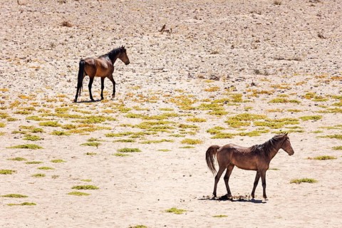 Wild horses