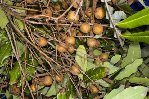 Fruit