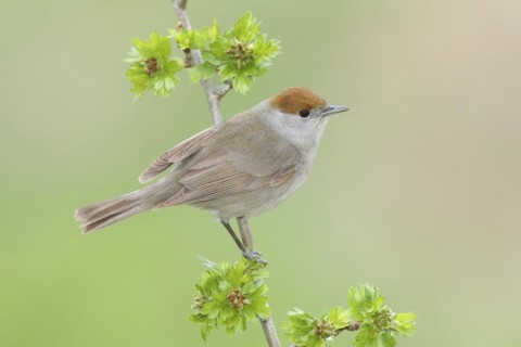 Blackcap