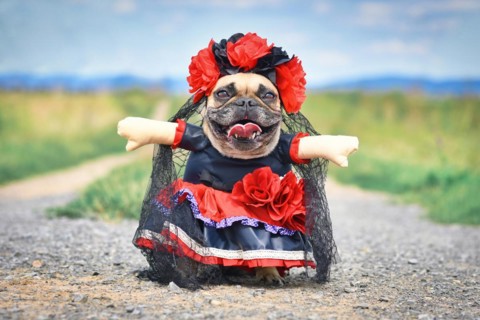 Funny French Bulldog dog dressed up with 'La Catrina' Halloween costume with red and black dress with rose flowers and lace veil from Mexican 'Los Muertos' Day of the Dead festival