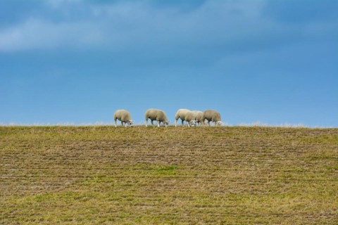 Texel sheep