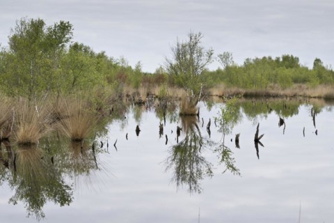 Moorland