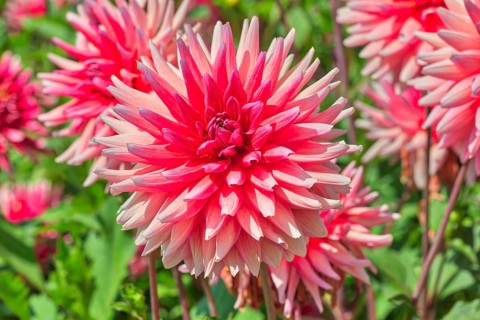Dahlia