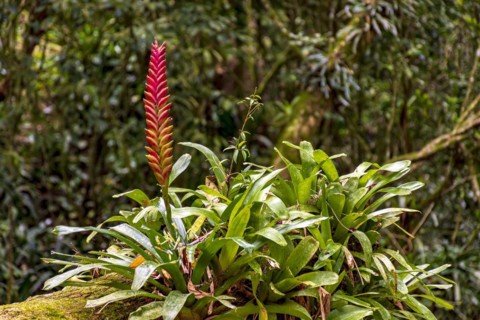 Bromeliad tree trunk with red flower from Brazilian rainforest its natural habitat on Ilhabela Island in Sao Paulo