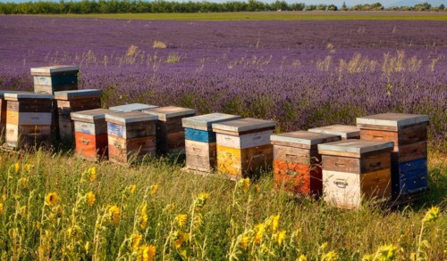 Flowering lavender