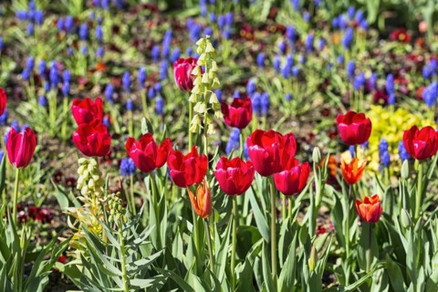 Red tulips in a bed