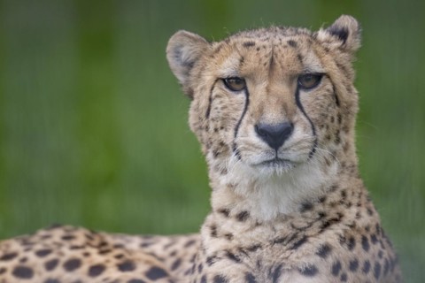 Cheetah