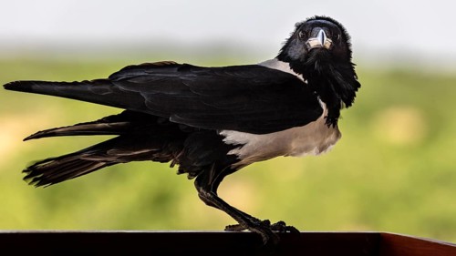 Pied crow