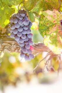 Lush wine grapes clusters hanging on the vine