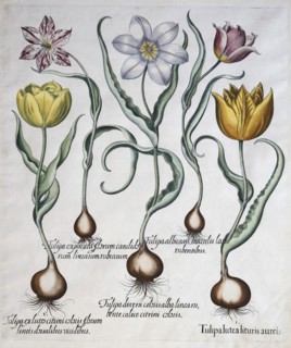 Tulips