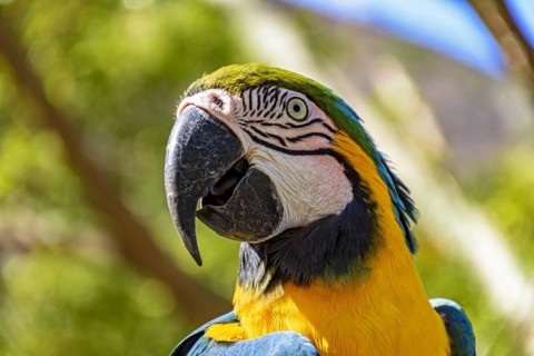 Macaw perched on a branch with vegetation of the Brazilian rainforest behind