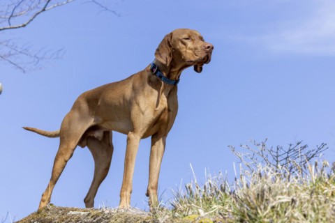 Roevidszoru Magyar Vizsla