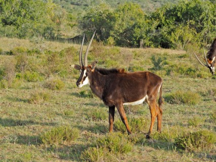 Sable antilope