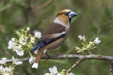 Hawfinch