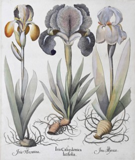Irises