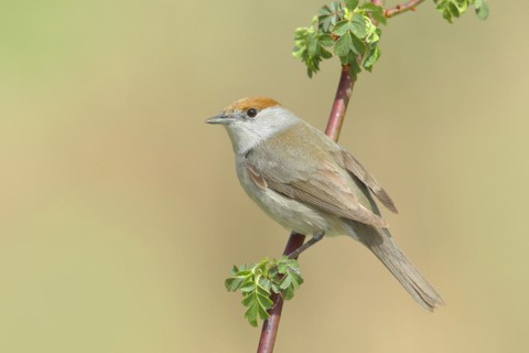 Blackcap