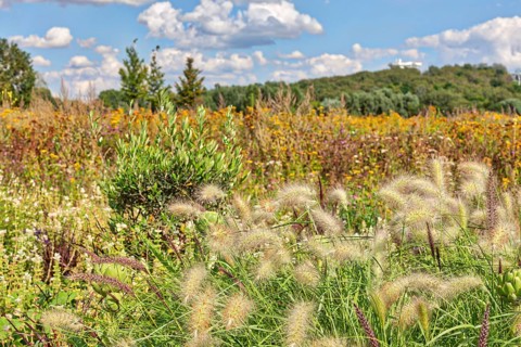White lampbush grass