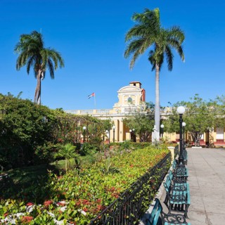Palm trees
