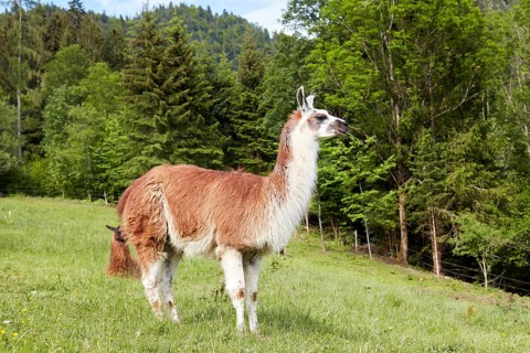 Llama