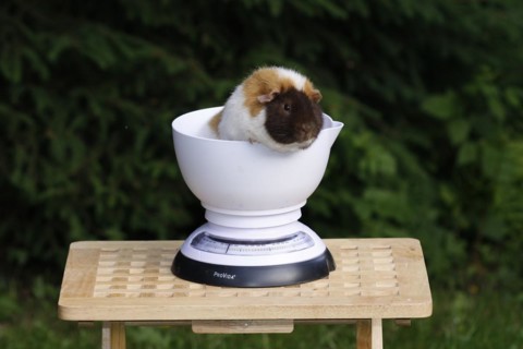 Guinea Pig pigs