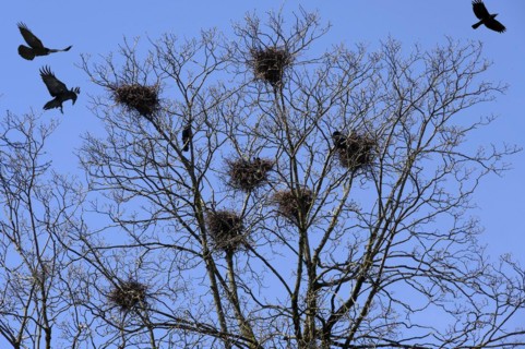 Crows